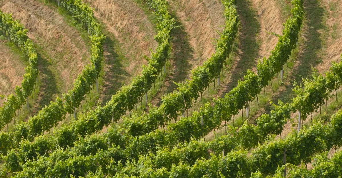 Vue aérienne de rangées de vignobles vibrants illustrant la croissance et la nature dans un cadre rural.