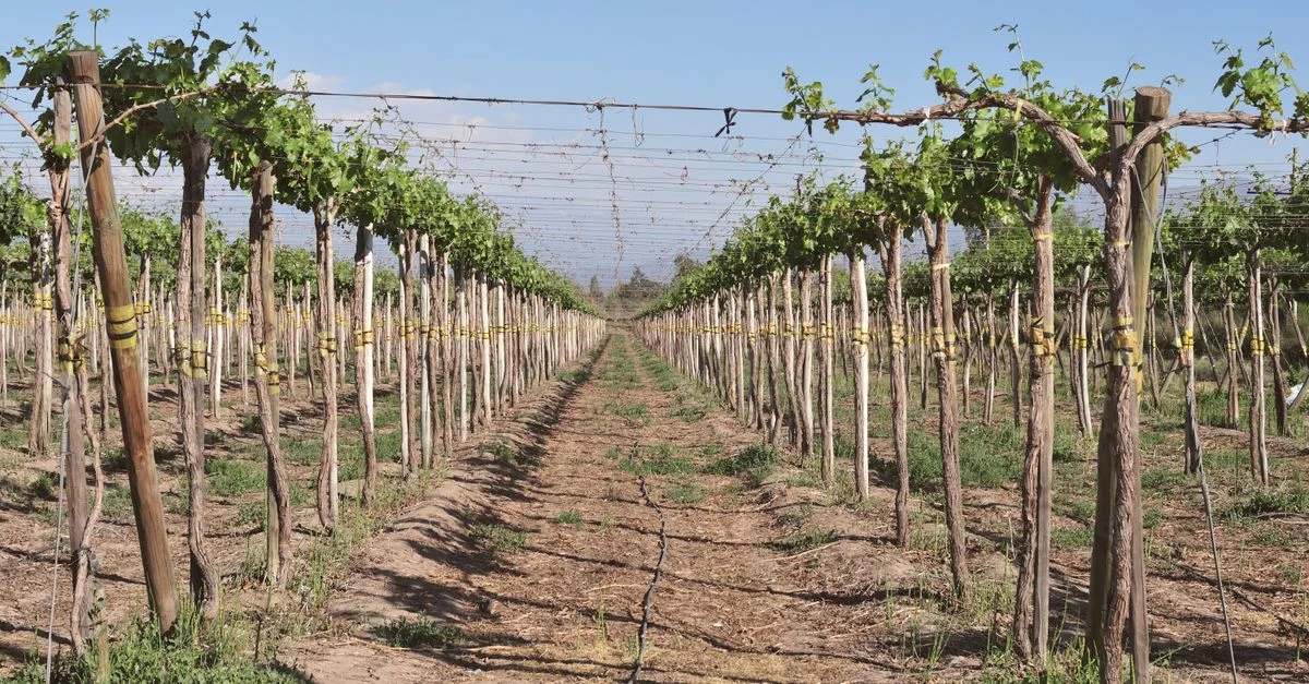 Vue captivante des rangées de vignes sous un soleil éclatant dans la région métropolitaine de Santiago, au Chili.